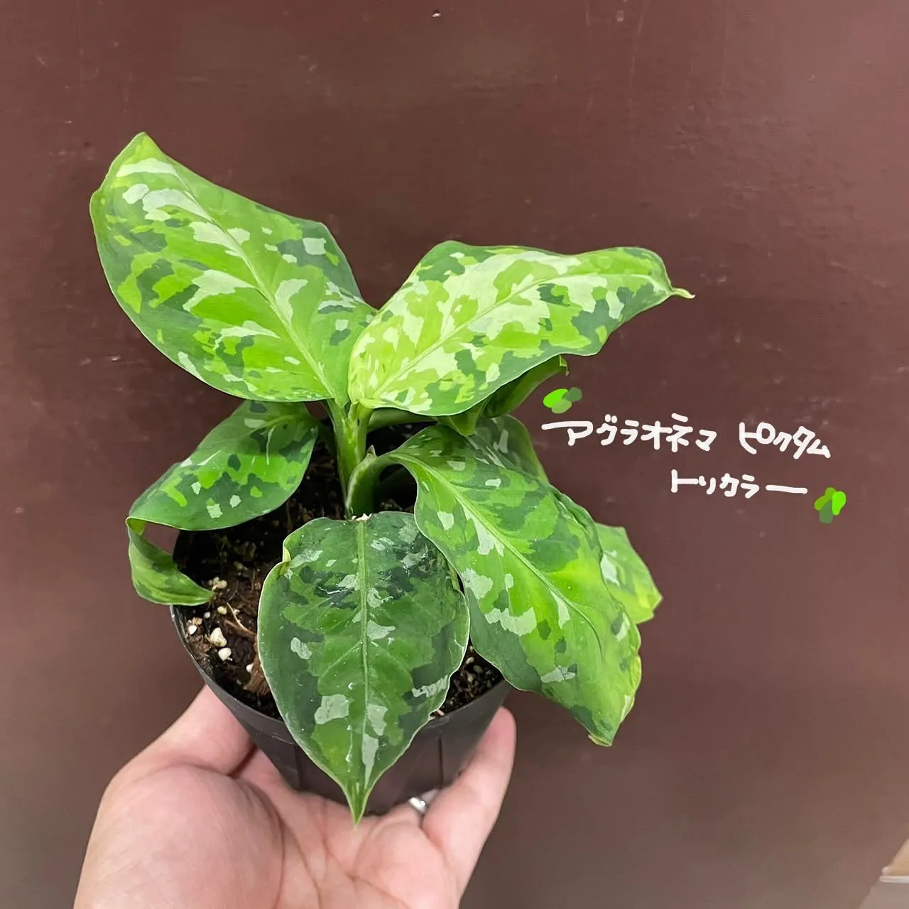 アグラオネマ ピクタム トリカラー🦚