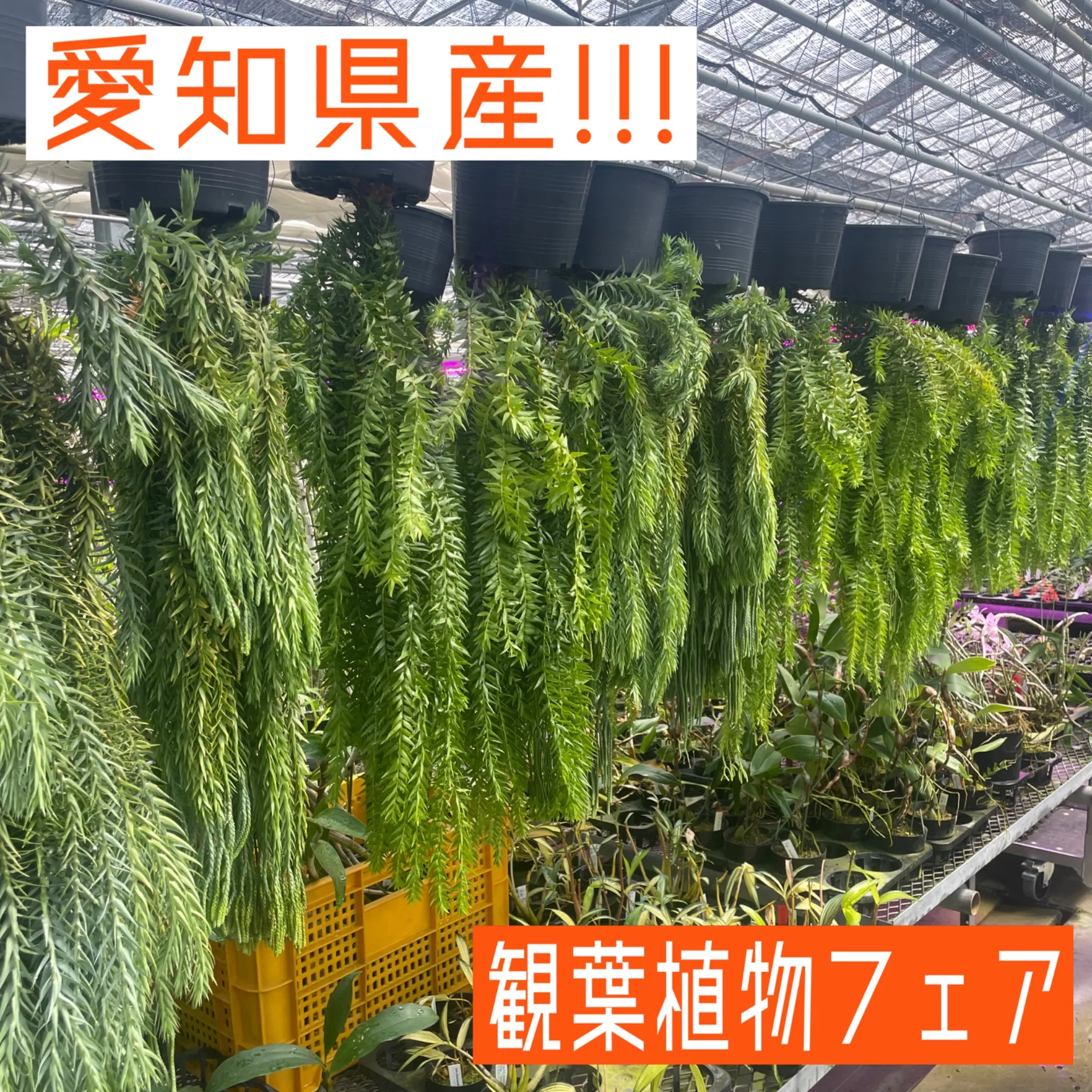 愛知県産 観葉フェア