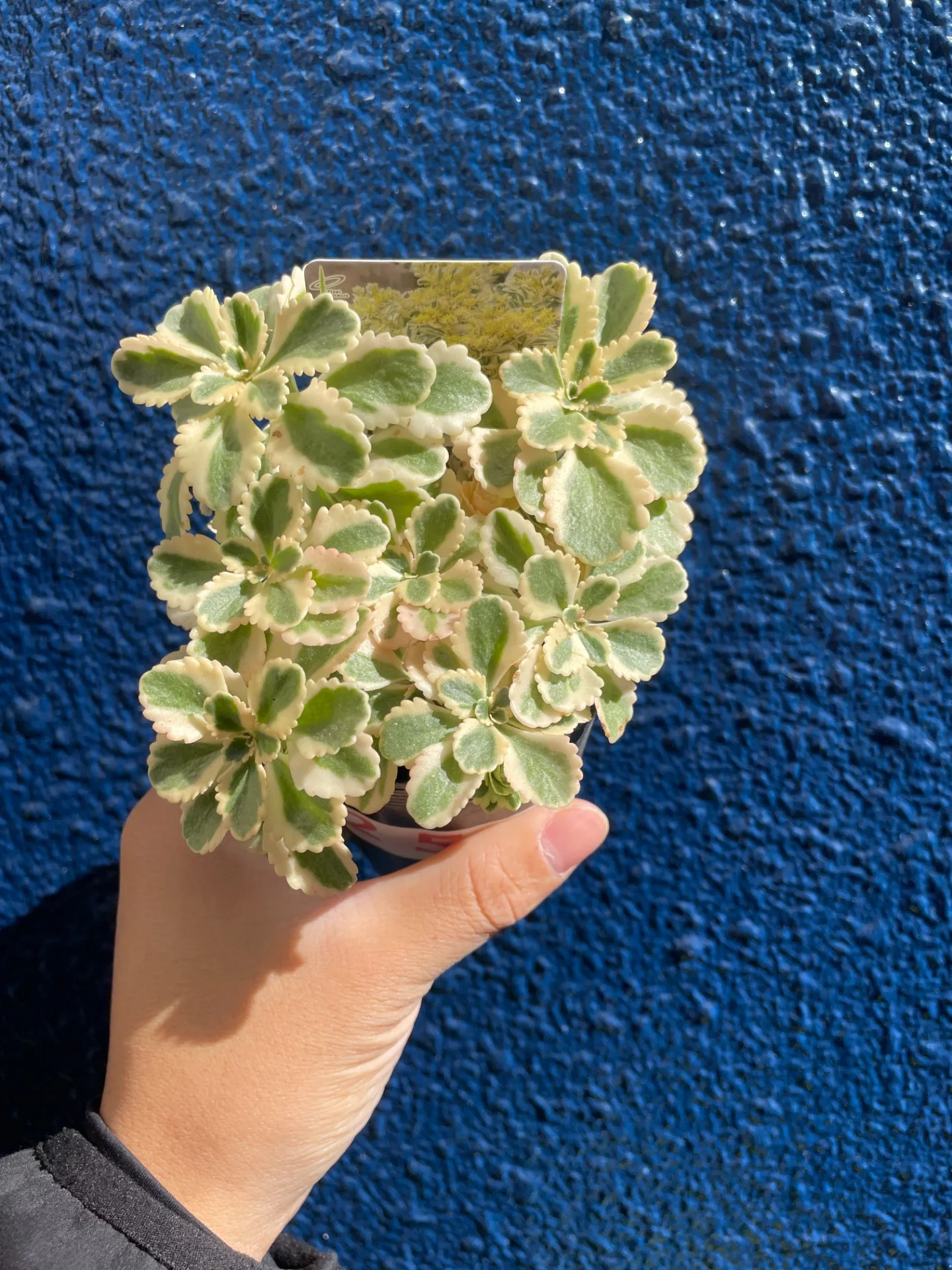 セダム アトランティス 白雪ミセバヤ入荷しました